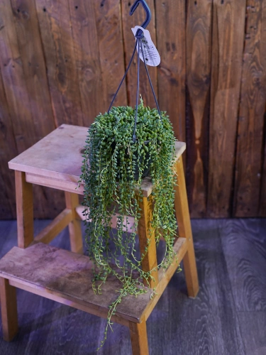 Senecio herreianus Starzec ⌀12cm