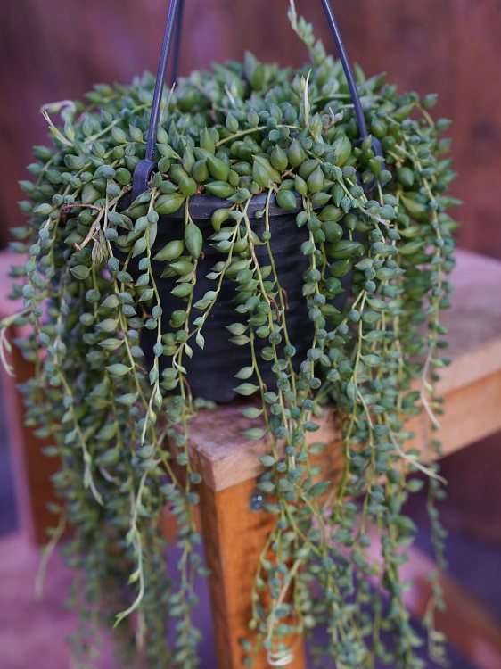 Senecio herreianus Starzec ⌀12cm