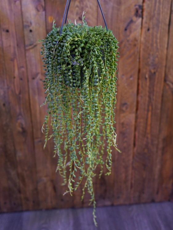 Senecio herreianus Starzec ⌀12cm