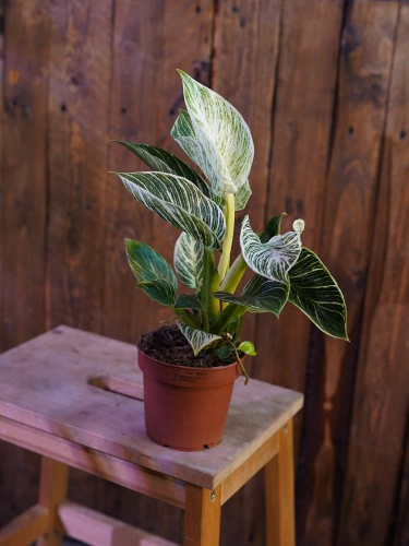Philodendron 'Birkin' ⌀12cm