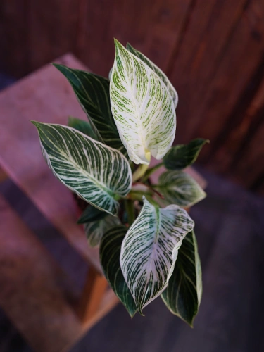 Philodendron 'Birkin' ⌀12cm