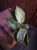 Philodendron 'Birkin' ⌀12cm