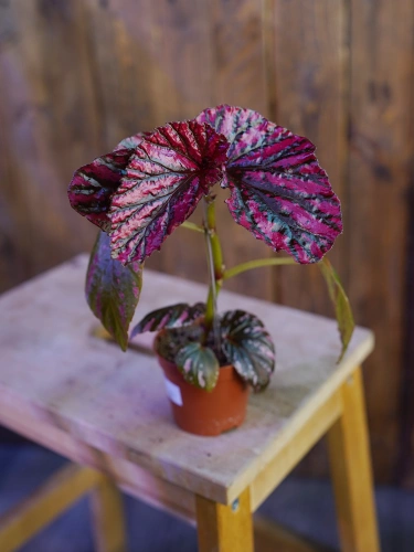 Begonia brevirimosa ⌀8cm