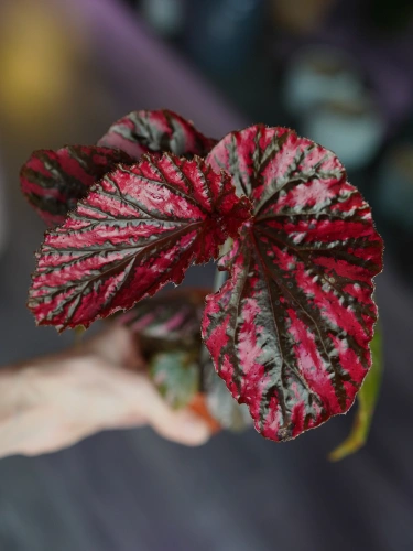 Begonia brevirimosa ⌀8cm