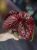 Begonia brevirimosa ⌀8cm