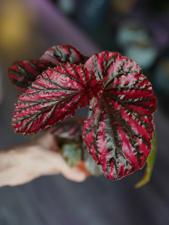 Begonia brevirimosa ⌀8cm