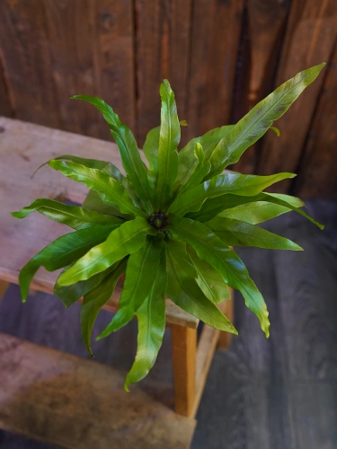 Asplenium antiquum ⌀12cm