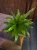 Asplenium antiquum ⌀12cm
