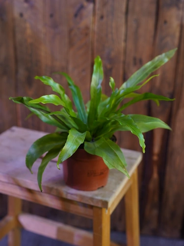 Asplenium antiquum ⌀12cm