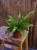 Asplenium antiquum ⌀12cm