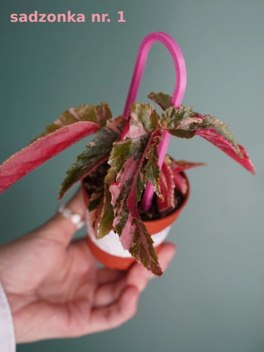 Begonia 'Ginny Galaxy Variegata' ⌀7cm