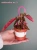 Begonia 'Ginny Galaxy Variegata' ⌀7cm
