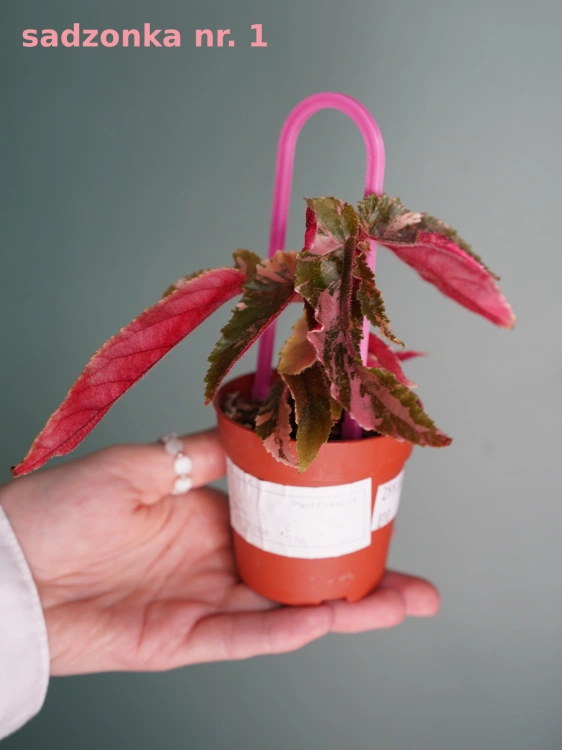 Begonia 'Ginny Galaxy Variegata' ⌀7cm