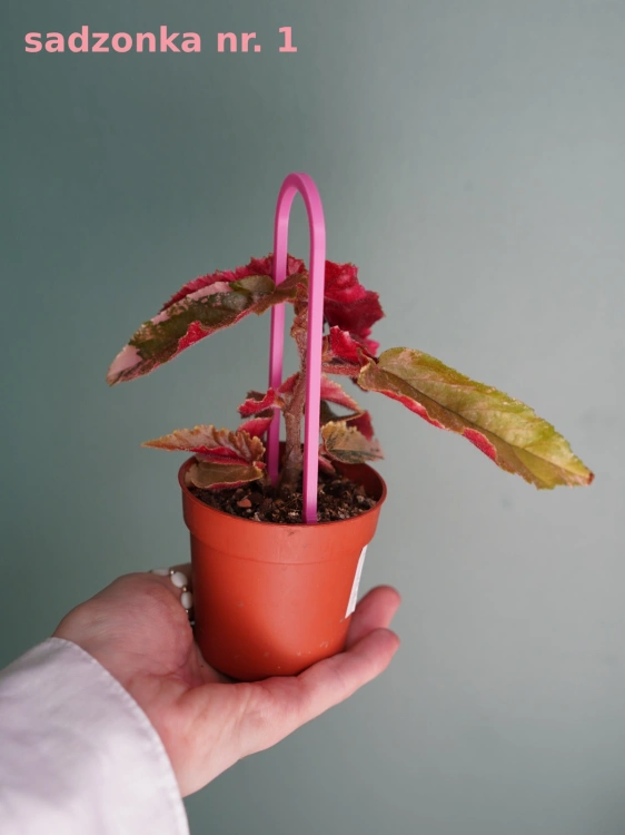 Begonia 'Ginny Galaxy Variegata' ⌀7cm