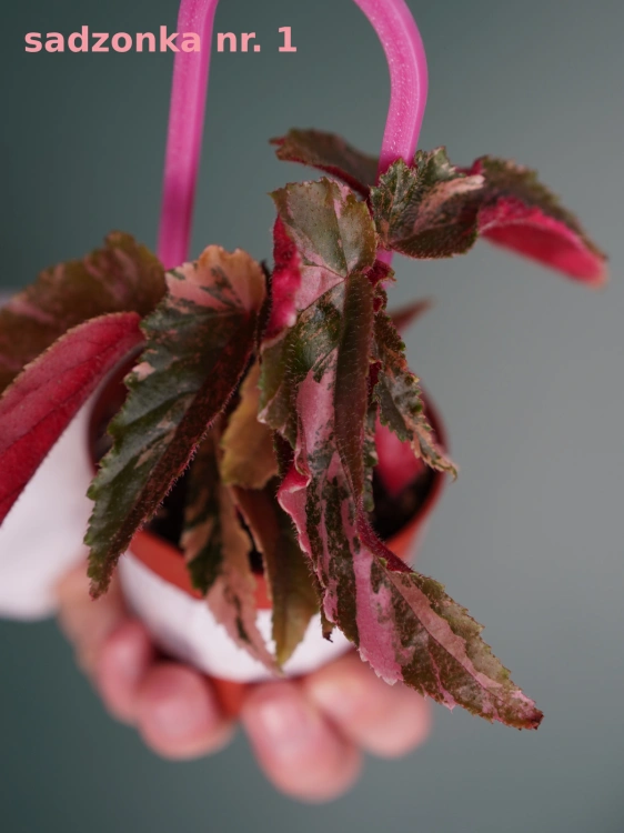 Begonia 'Ginny Galaxy Variegata' ⌀7cm