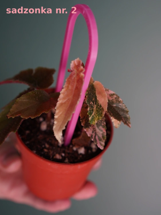 Begonia 'Ginny Galaxy Variegata' ⌀7cm