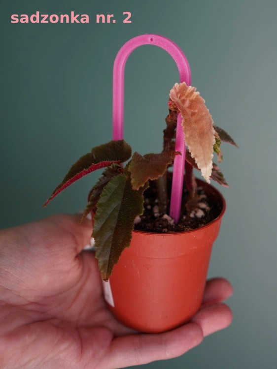 Begonia 'Ginny Galaxy Variegata' ⌀7cm