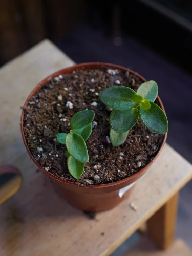 Hoya cumingiana ⌀12cm