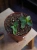 Hoya cumingiana ⌀12cm