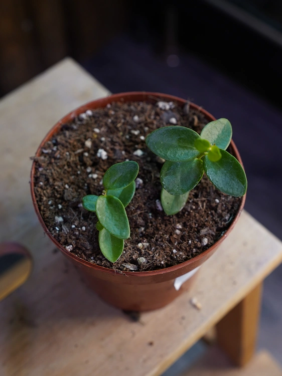 Hoya cumingiana ⌀12cm