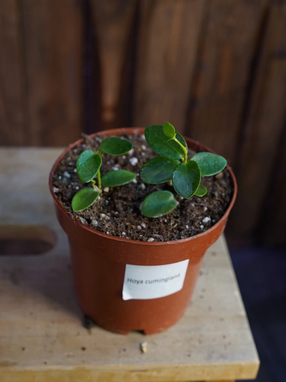Hoya cumingiana ⌀12cm