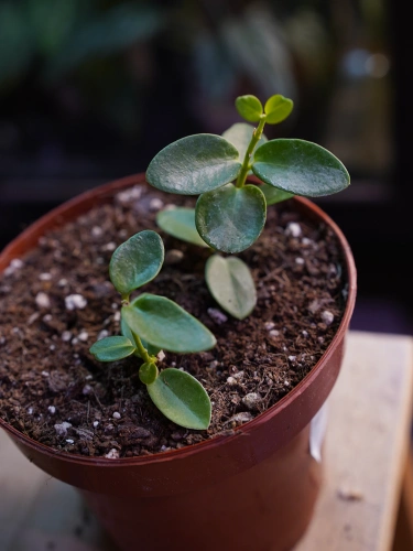 Hoya cumingiana ⌀12cm