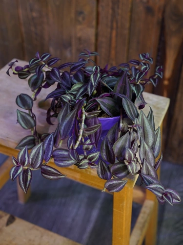 Tradescantia 'Purple Passion' Trzykrotka ⌀12cm
