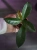 OUTLET Hoya carnosa Tricolor Regres ⌀6cm
