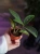 OUTLET Hoya carnosa Tricolor Regres ⌀6cm