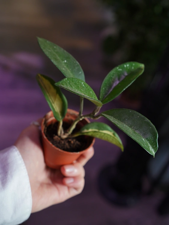 OUTLET Hoya carnosa Tricolor Regres ⌀6cm