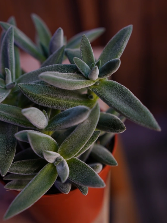 Crassula 'Tarantula' Grubosz ⌀8,5cm