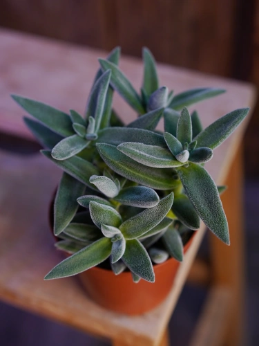 Crassula 'Tarantula' Grubosz ⌀8,5cm