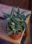 Crassula 'Tarantula' Grubosz ⌀8,5cm