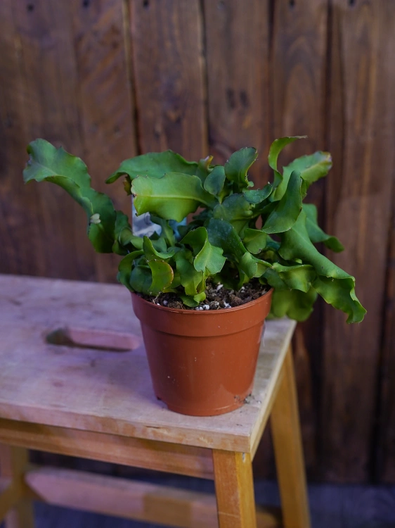 Epiphyllum Guatem var. monstrosa ⌀12cm