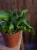Epiphyllum Guatem var. monstrosa ⌀12cm
