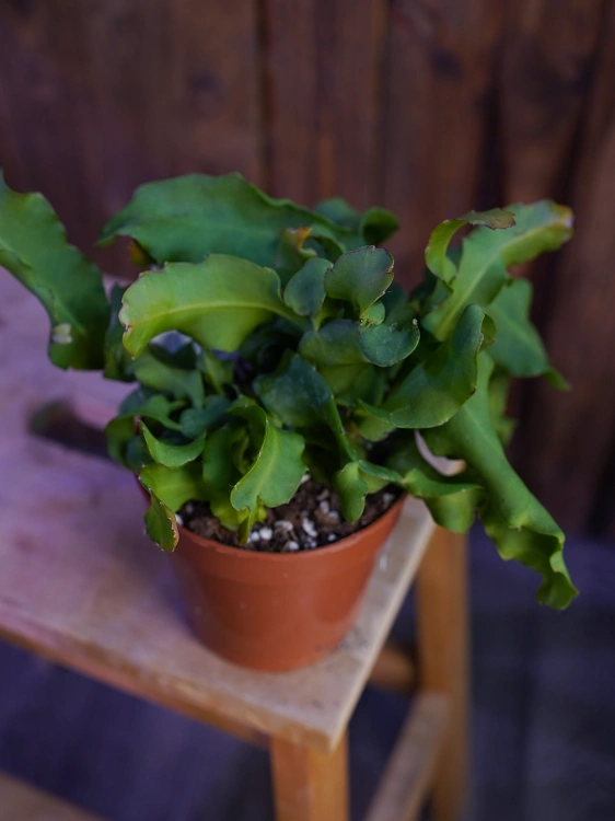 Epiphyllum Guatem var. monstrosa ⌀12cm