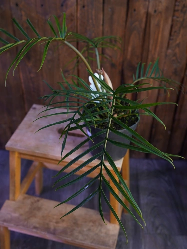 Philodendron Tortum ⌀17cm