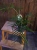 Philodendron Tortum ⌀17cm