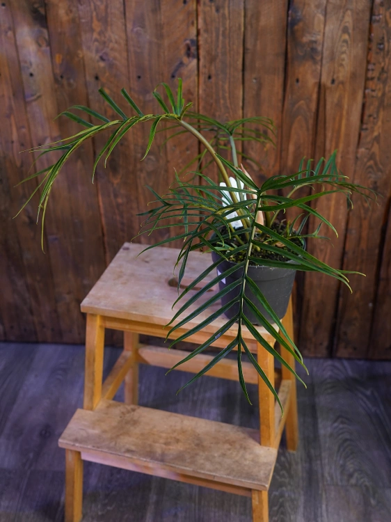 Philodendron Tortum ⌀17cm