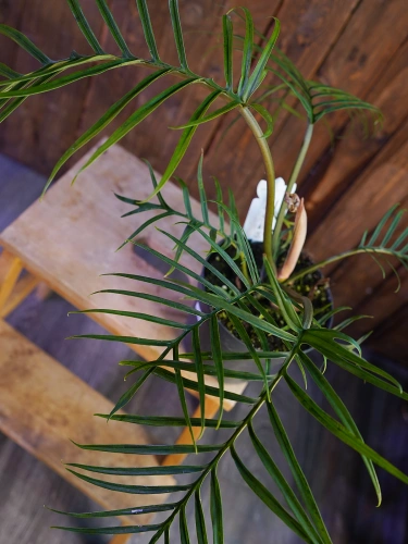 Philodendron Tortum ⌀17cm