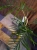 Philodendron Tortum ⌀17cm