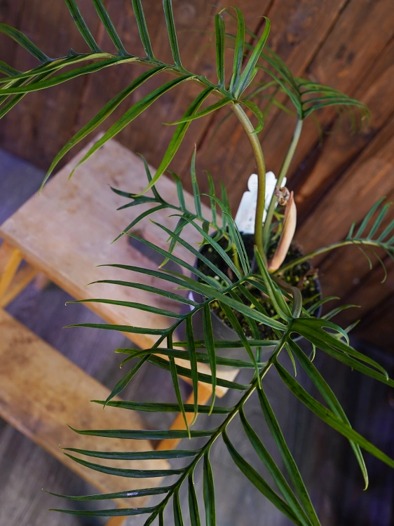 Philodendron Tortum ⌀17cm
