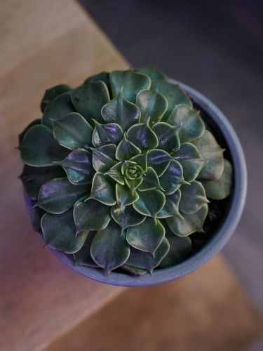 Graptopetalum bellum ⌀9cm