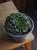 Graptopetalum bellum ⌀9cm