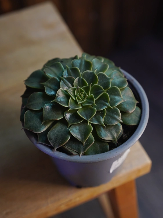 Graptopetalum bellum ⌀9cm