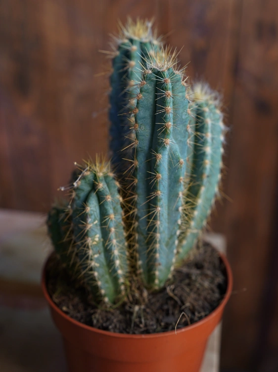 Kaktus Pilosocereus azureus ⌀12cm