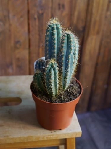 Kaktus Pilosocereus azureus ⌀12cm