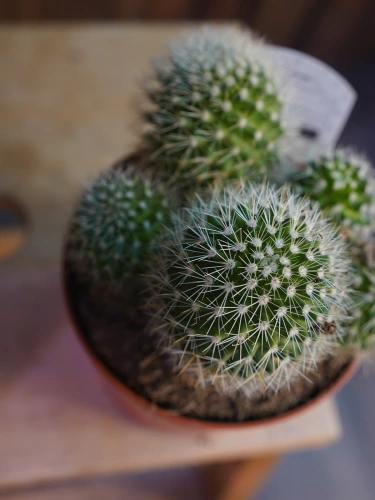 Kaktus Mammillaria ⌀12cm