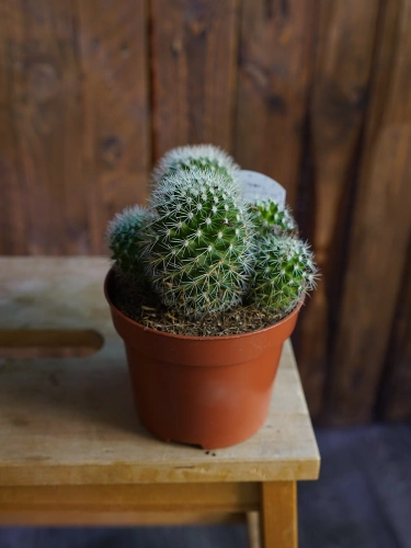 Kaktus Mammillaria ⌀12cm