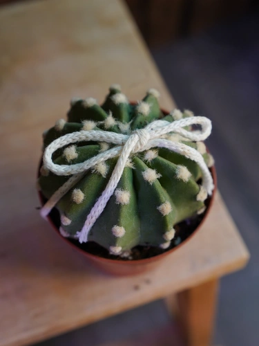 Kaktus Echinopsis subdenudata ⌀8,5cm